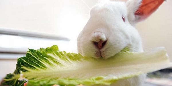 غذای خرگوش خانگی چیست