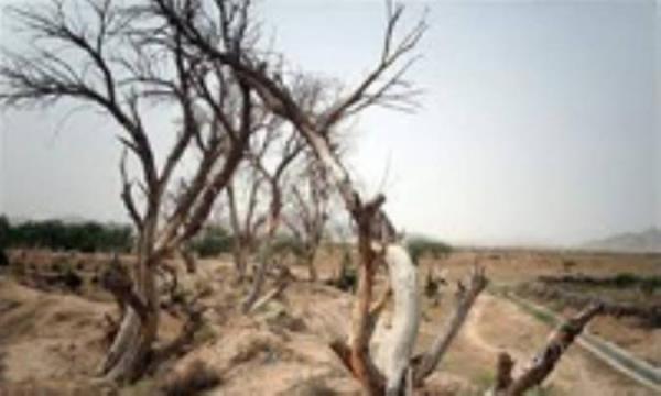 درختان در شرف نابودی درختان در شرف نابودی
