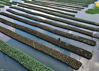 مزارع شناور روی آب