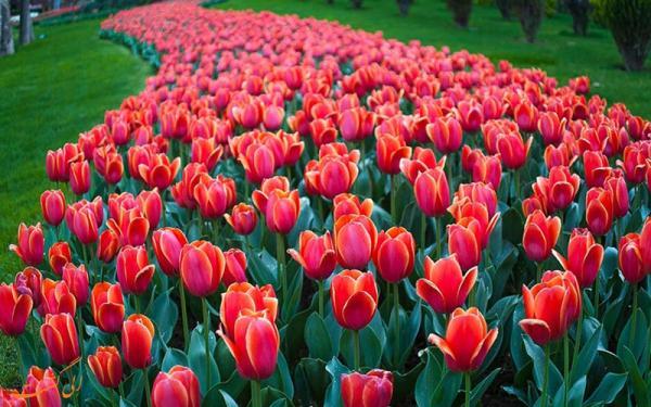 برگزاری جشنواره گل های لاله در کرج، تهران و دیگر شهرهای ایران
