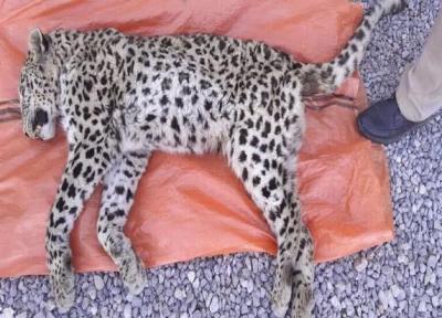 عکس ، مرگ غم انگیز یک پلنگ در منطقه حفاظت شده دنا