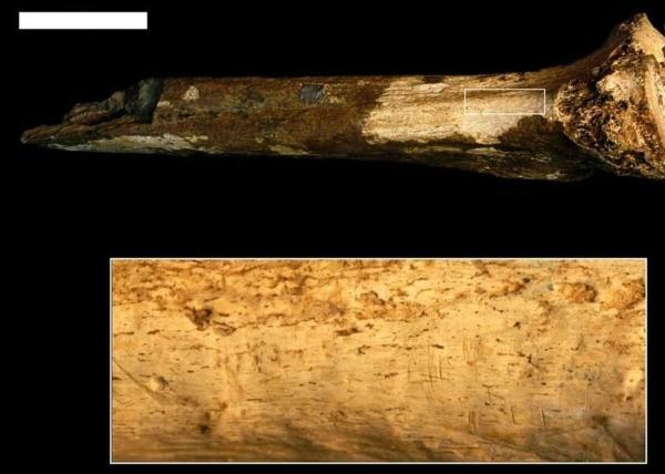 کشف قدیمی ترین مدرک آدم خواری با قدمت 1.5 میلیون سال